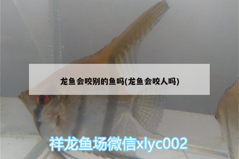 龍魚會咬別的魚嗎(龍魚會咬人嗎) 殺菌消毒設(shè)備