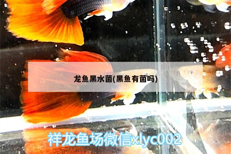 龍魚黑水菌(黑魚有菌嗎)