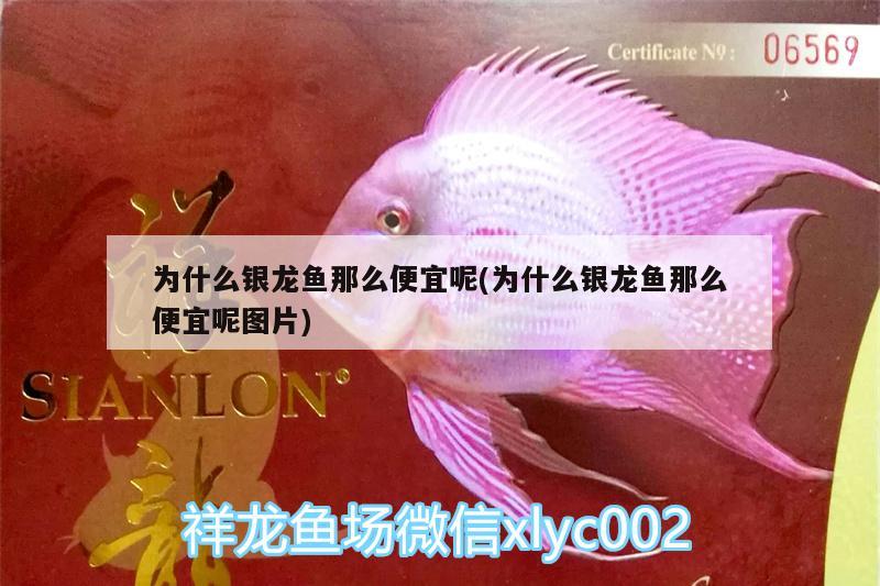 為什么銀龍魚(yú)那么便宜呢(為什么銀龍魚(yú)那么便宜呢圖片)