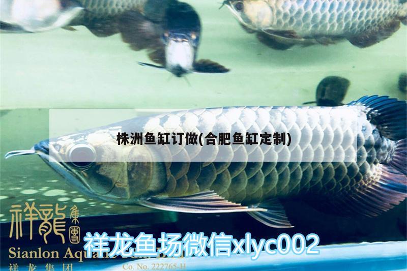 株洲魚缸訂做(合肥魚缸定制)