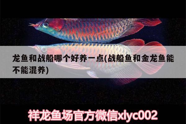 龍魚(yú)和戰(zhàn)船哪個(gè)好養(yǎng)一點(diǎn)(戰(zhàn)船魚(yú)和金龍魚(yú)能不能混養(yǎng))