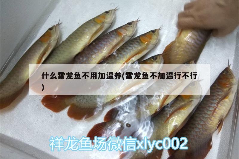 什么雷龍魚不用加溫養(yǎng)(雷龍魚不加溫行不行) 祥龍龍魚魚糧