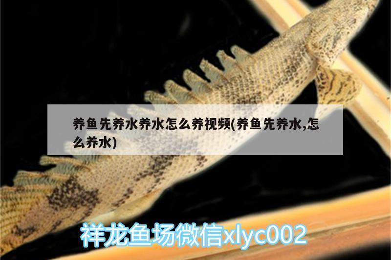 養(yǎng)魚先養(yǎng)水養(yǎng)水怎么養(yǎng)視頻(養(yǎng)魚先養(yǎng)水,怎么養(yǎng)水) 慈雕魚