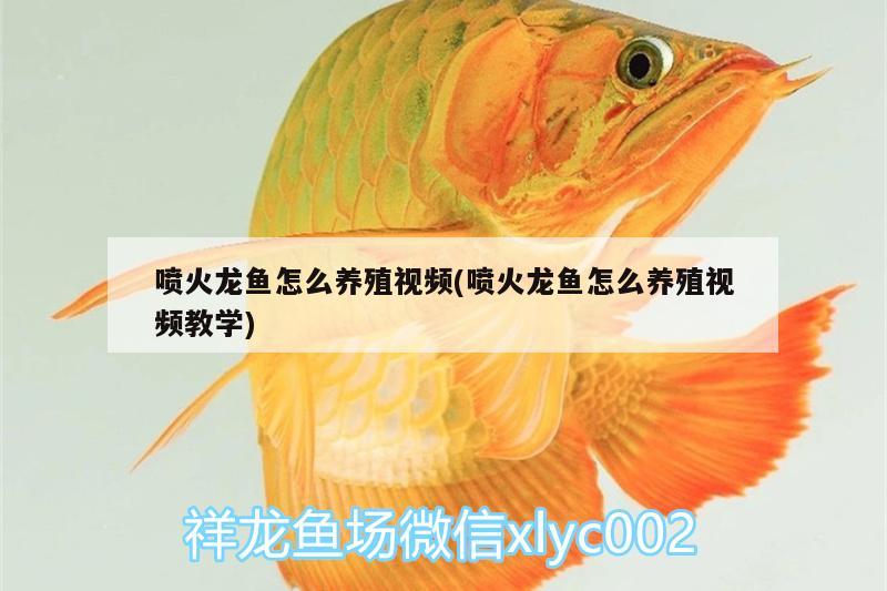 噴火龍魚怎么養(yǎng)殖視頻(噴火龍魚怎么養(yǎng)殖視頻教學(xué))