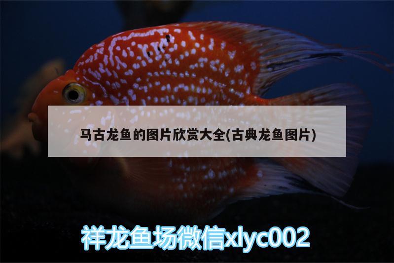 馬古龍魚(yú)的圖片欣賞大全(古典龍魚(yú)圖片)