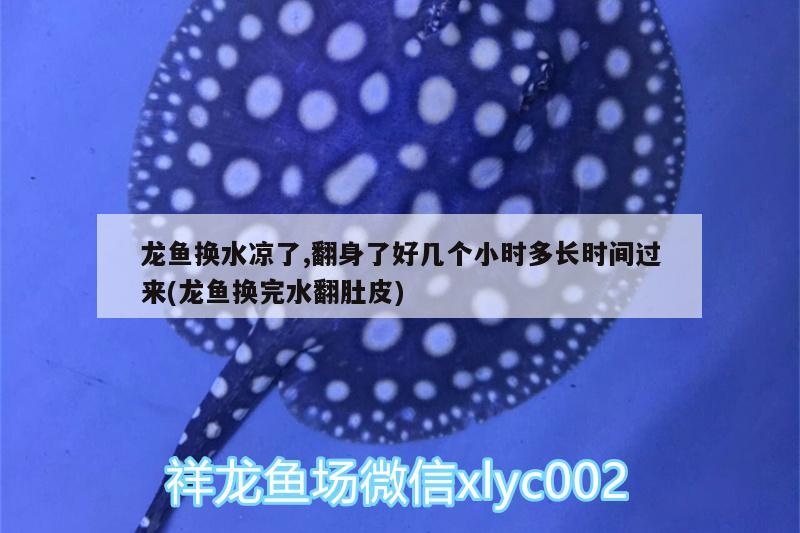 龍魚換水涼了,翻身了好幾個(gè)小時(shí)多長時(shí)間過來(龍魚換完水翻肚皮) 硝化細(xì)菌