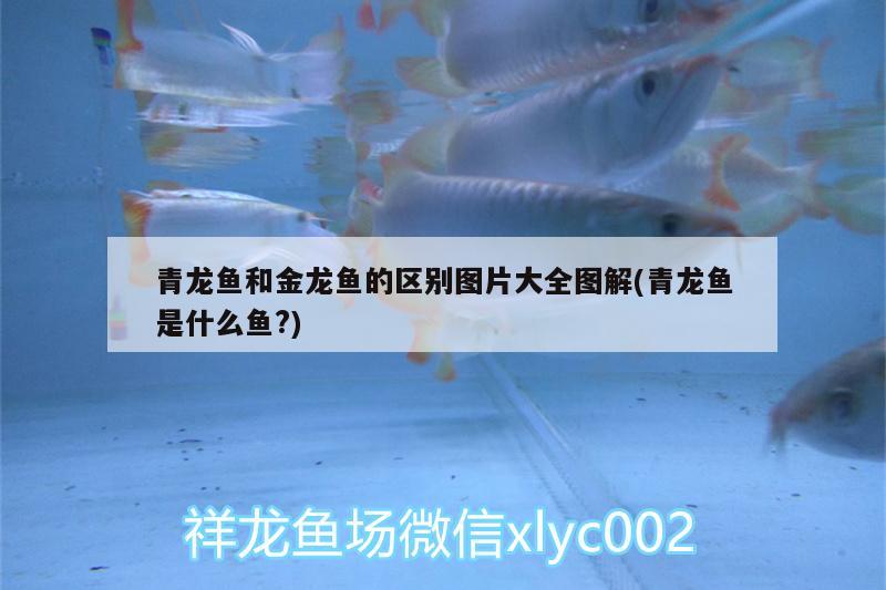 青龍魚和金龍魚的區(qū)別圖片大全圖解(青龍魚是什么魚?)