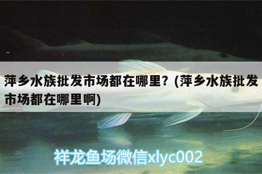 萍鄉(xiāng)水族批發(fā)市場都在哪里？(萍鄉(xiāng)水族批發(fā)市場都在哪里啊)