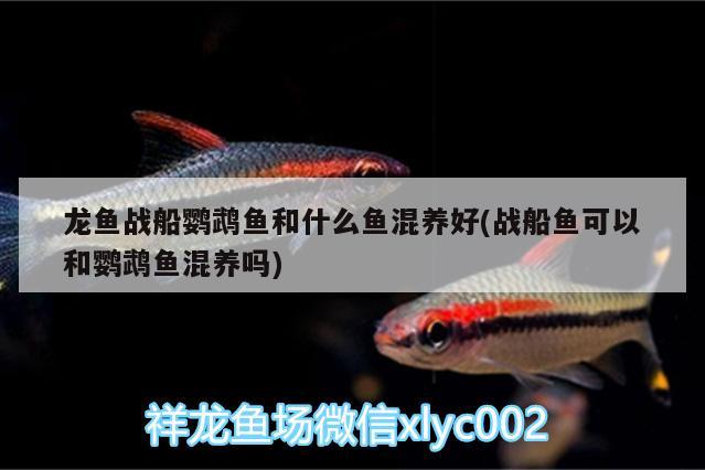 龍魚戰(zhàn)船鸚鵡魚和什么魚混養(yǎng)好(戰(zhàn)船魚可以和鸚鵡魚混養(yǎng)嗎) 鸚鵡魚