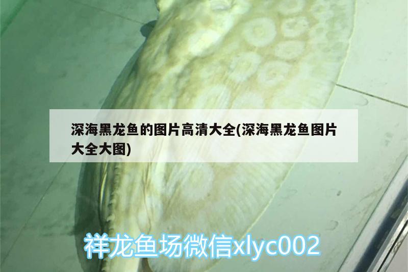 深海黑龍魚的圖片高清大全(深海黑龍魚圖片大全大圖) 水族維護服務(wù)（上門）