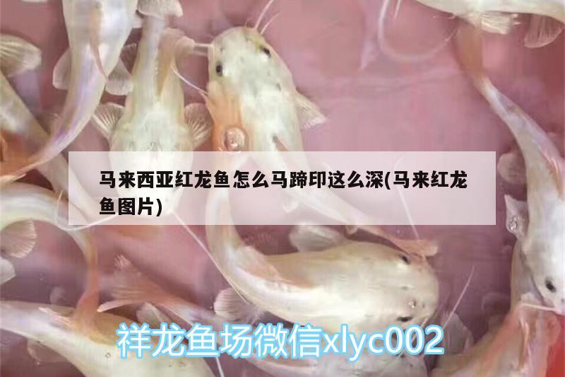 馬來西亞紅龍魚怎么馬蹄印這么深(馬來紅龍魚圖片)