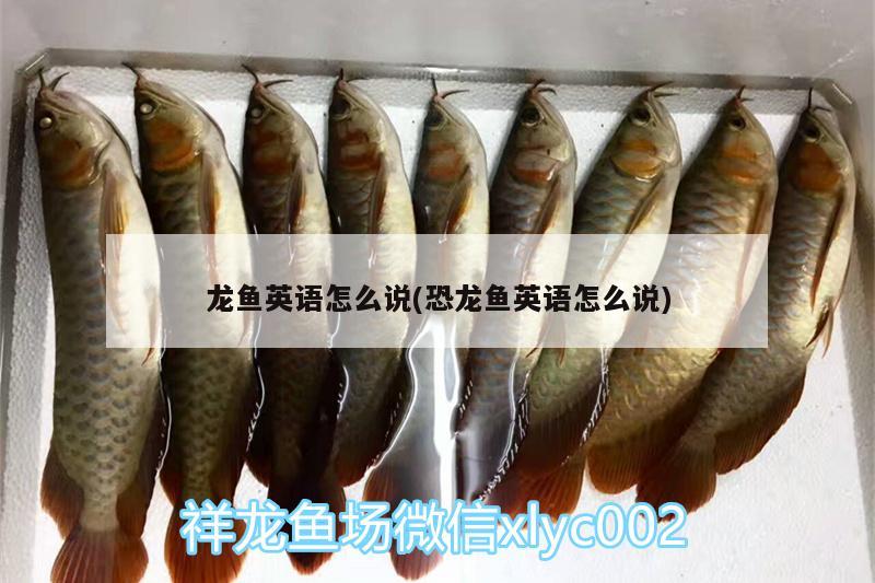 龍魚英語怎么說(恐龍魚英語怎么說)