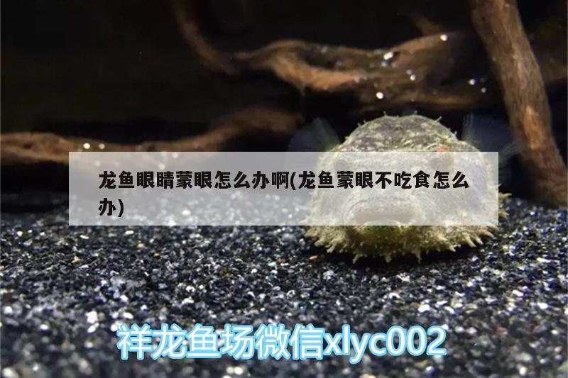 龍魚眼睛蒙眼怎么辦啊(龍魚蒙眼不吃食怎么辦) 魚缸等水族設備