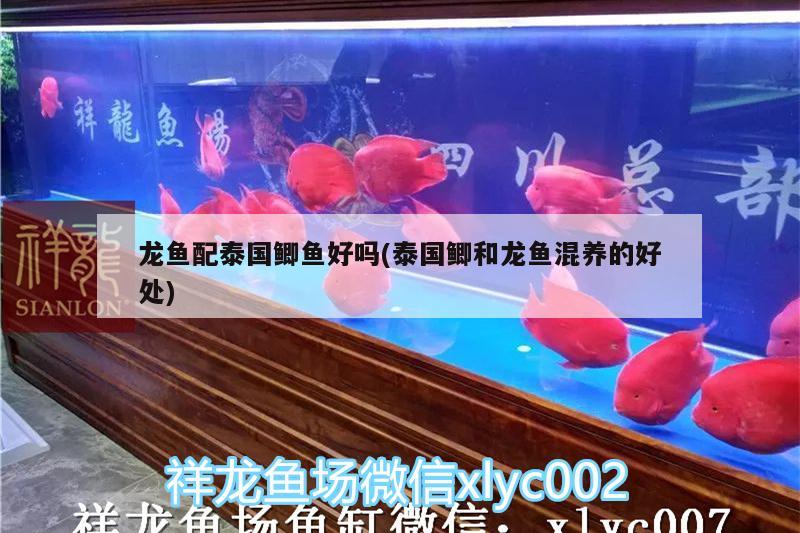 龍魚配泰國鯽魚好嗎(泰國鯽和龍魚混養(yǎng)的好處)