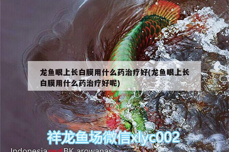 龍魚眼上長白膜用什么藥治療好(龍魚眼上長白膜用什么藥治療好呢)