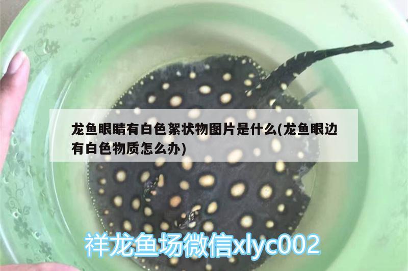 龍魚眼睛有白色絮狀物圖片是什么(龍魚眼邊有白色物質(zhì)怎么辦)