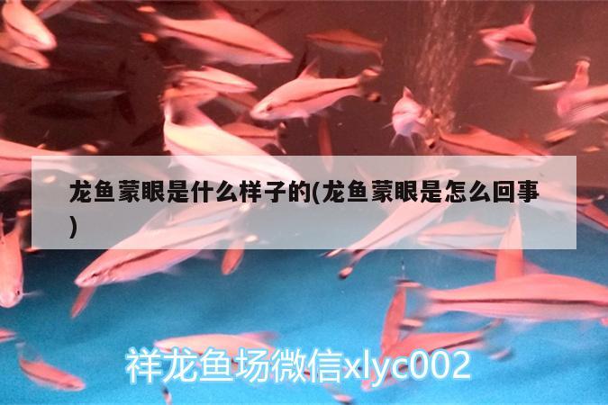 龍魚蒙眼是什么樣子的(龍魚蒙眼是怎么回事)