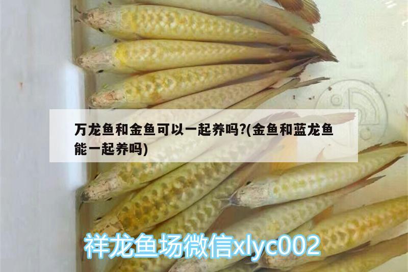 萬龍魚和金魚可以一起養(yǎng)嗎?(金魚和藍龍魚能一起養(yǎng)嗎)