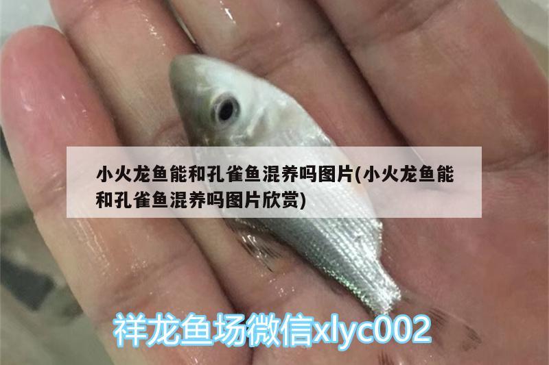 小火龍魚能和孔雀魚混養(yǎng)嗎圖片(小火龍魚能和孔雀魚混養(yǎng)嗎圖片欣賞)