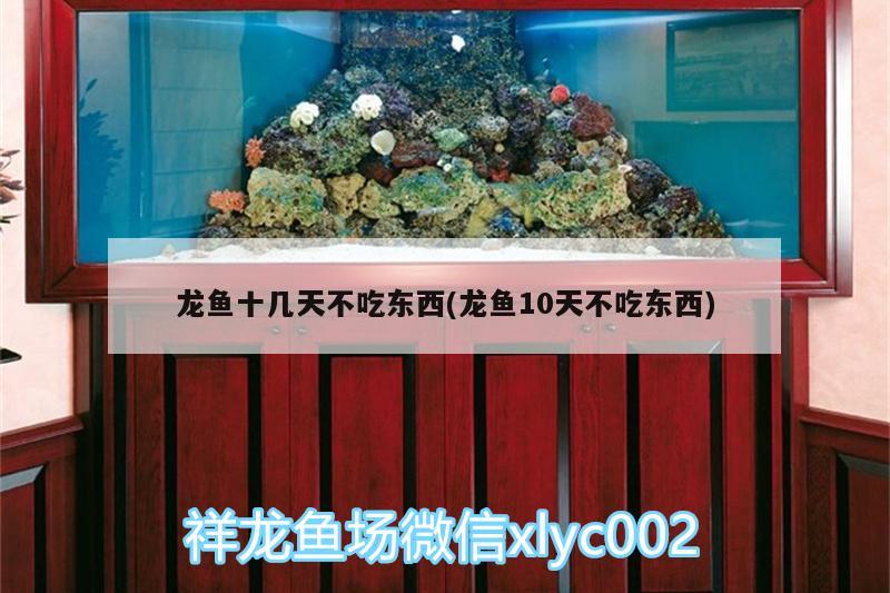 龍魚十幾天不吃東西(龍魚10天不吃東西) 丹頂錦鯉魚