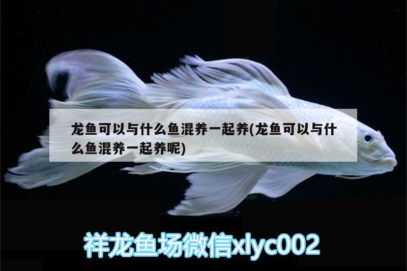 龍魚可以與什么魚混養(yǎng)一起養(yǎng)(龍魚可以與什么魚混養(yǎng)一起養(yǎng)呢) 造景/裝飾