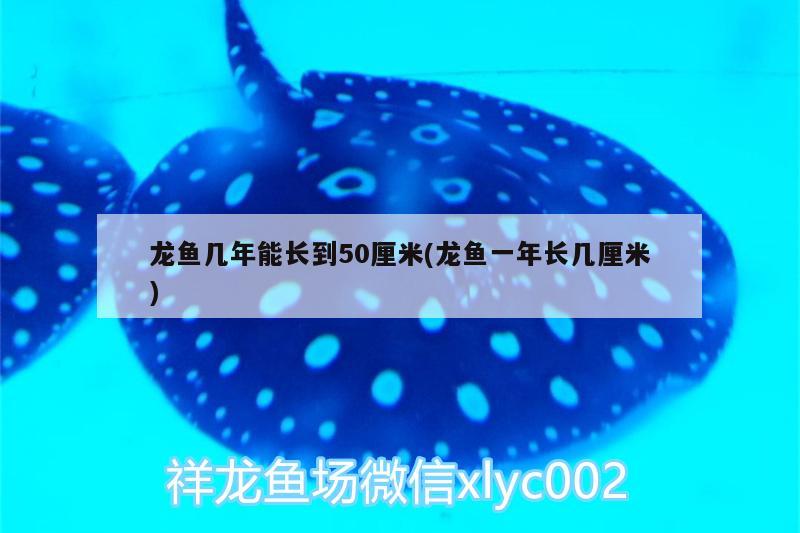 龍魚幾年能長(zhǎng)到50厘米(龍魚一年長(zhǎng)幾厘米) 龍魚百科