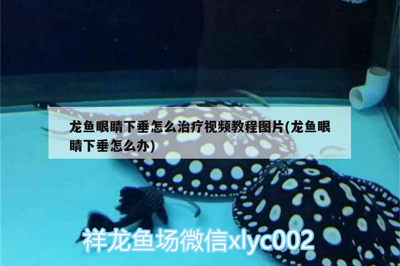 龍魚(yú)眼睛下垂怎么治療視頻教程圖片(龍魚(yú)眼睛下垂怎么辦) 羽毛刀魚(yú)苗