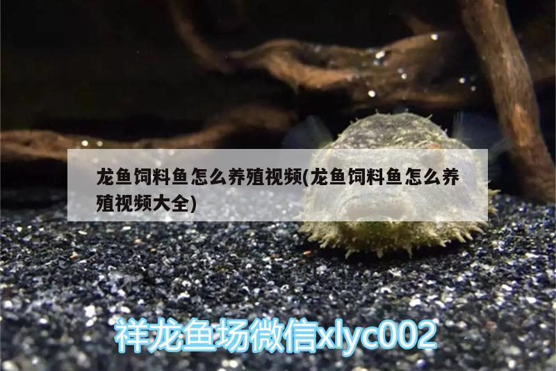 龍魚飼料魚怎么養(yǎng)殖視頻(龍魚飼料魚怎么養(yǎng)殖視頻大全)