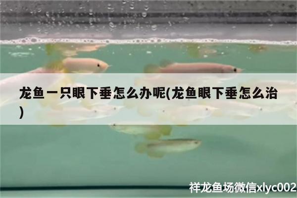 龍魚一只眼下垂怎么辦呢(龍魚眼下垂怎么治) 綠皮辣椒小紅龍