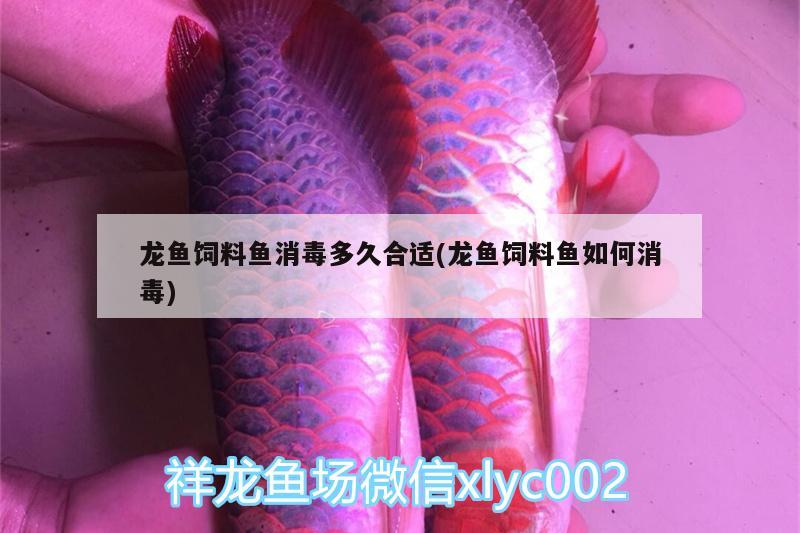 龍魚飼料魚消毒多久合適(龍魚飼料魚如何消毒)