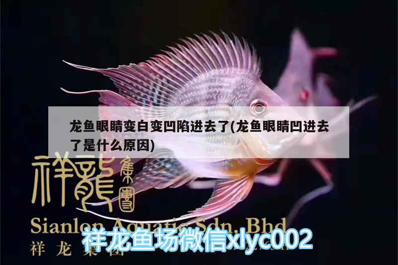 龍魚眼睛變白變凹陷進(jìn)去了(龍魚眼睛凹進(jìn)去了是什么原因)