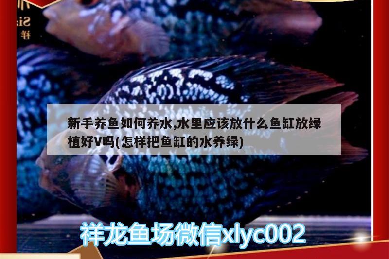 新手養(yǎng)魚如何養(yǎng)水,水里應該放什么魚缸放綠植好V嗎(怎樣把魚缸的水養(yǎng)綠)