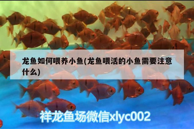 龍魚如何喂養(yǎng)小魚(龍魚喂活的小魚需要注意什么) 殺菌消毒設(shè)備