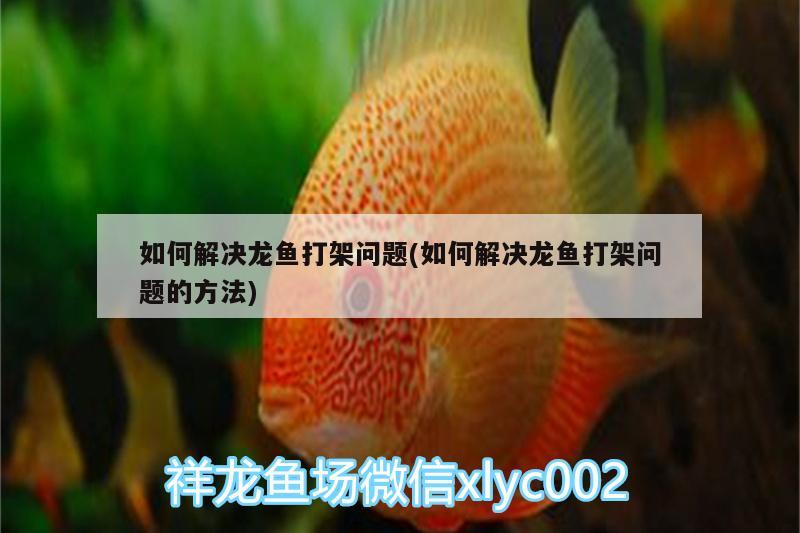 如何解決龍魚打架問(wèn)題(如何解決龍魚打架問(wèn)題的方法) 黃金夢(mèng)幻雷龍魚