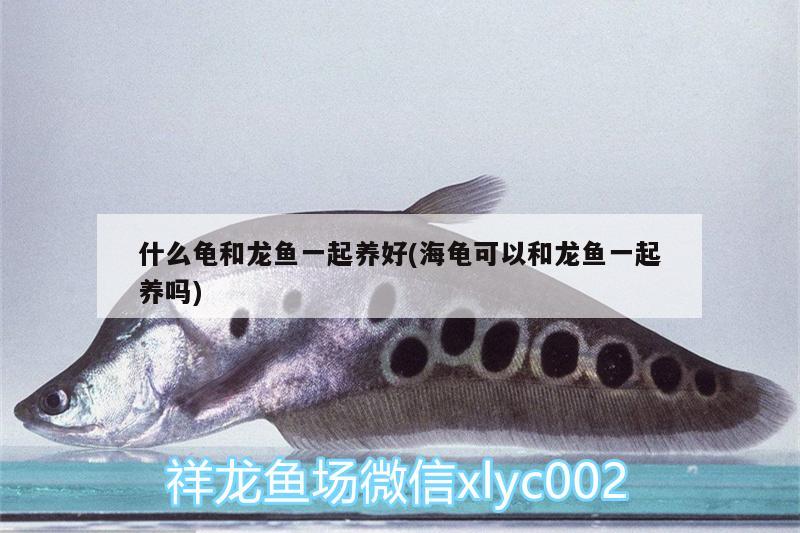 什么龜和龍魚(yú)一起養(yǎng)好(海龜可以和龍魚(yú)一起養(yǎng)嗎) 烏龜