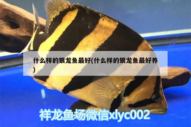 什么樣的銀龍魚最好(什么樣的銀龍魚最好養(yǎng))