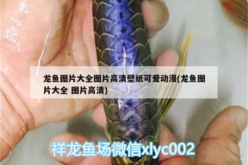 龍魚圖片大全圖片高清壁紙可愛動(dòng)漫(龍魚圖片大全圖片高清) 奈及利亞紅圓點(diǎn)狗頭