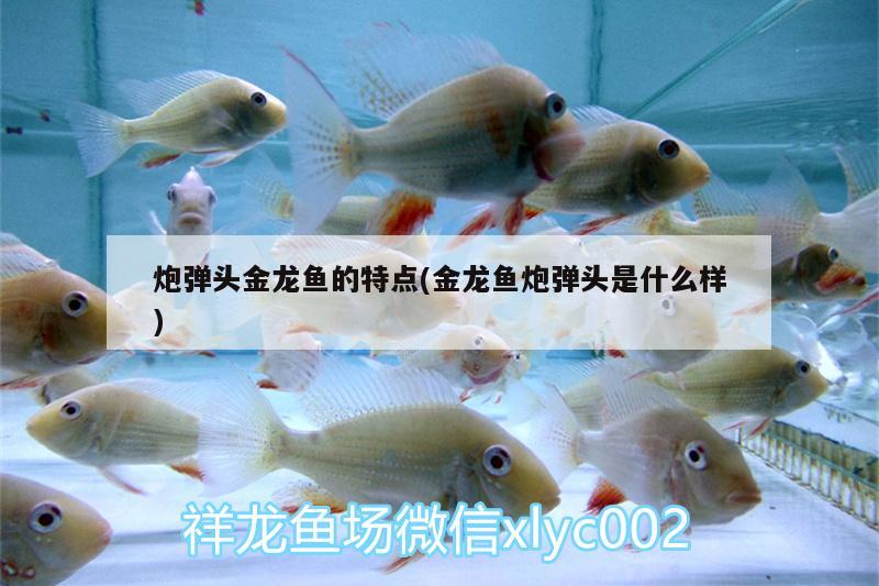 炮彈頭金龍魚的特點(diǎn)(金龍魚炮彈頭是什么樣)