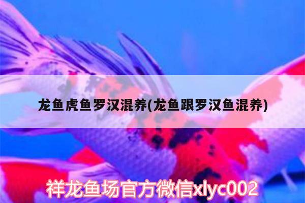 龍魚虎魚羅漢混養(yǎng)(龍魚跟羅漢魚混養(yǎng))