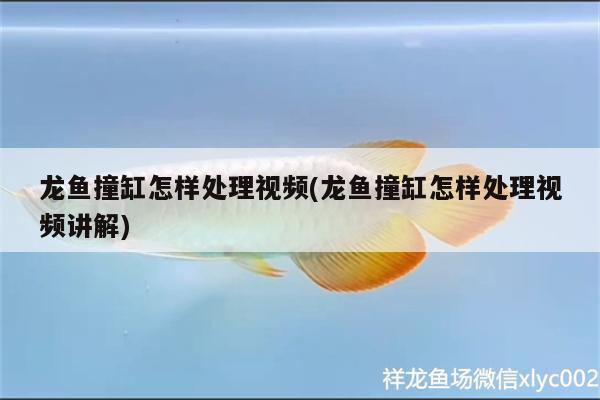 龍魚撞缸怎樣處理視頻(龍魚撞缸怎樣處理視頻講解) 黃金貓魚