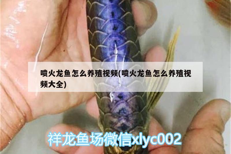 噴火龍魚怎么養(yǎng)殖視頻(噴火龍魚怎么養(yǎng)殖視頻大全)