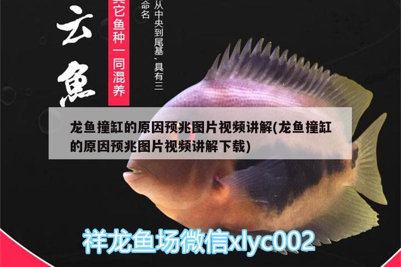 龍魚撞缸的原因預(yù)兆圖片視頻講解(龍魚撞缸的原因預(yù)兆圖片視頻講解下載)