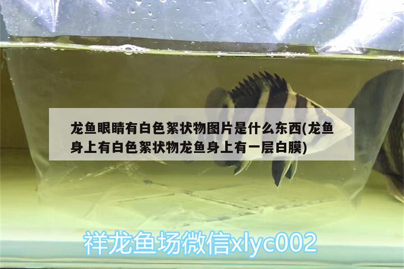 龍魚眼睛有白色絮狀物圖片是什么東西(龍魚身上有白色絮狀物龍魚身上有一層白膜)