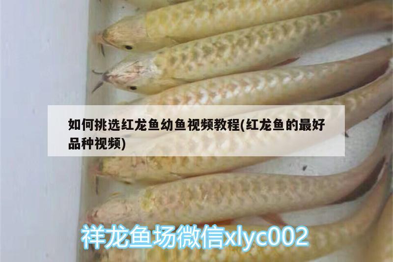 如何挑選紅龍魚幼魚視頻教程(紅龍魚的最好品種視頻)