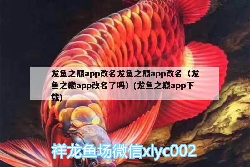 龍魚之巔app改名龍魚之巔app改名（龍魚之巔app改名了嗎）(龍魚之巔app下載) 泰國(guó)雪鯽魚