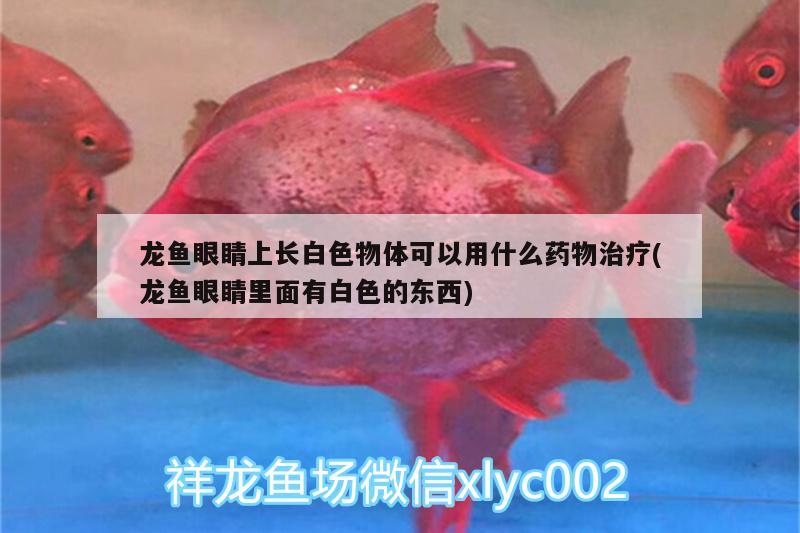 龍魚眼睛上長白色物體可以用什么藥物治療(龍魚眼睛里面有白色的東西) 水溫計(jì)