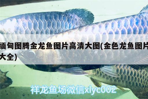 緬甸圖騰金龍魚圖片高清大圖(金色龍魚圖片大全)