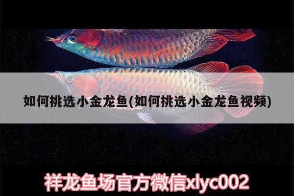 如何挑選小金龍魚(如何挑選小金龍魚視頻)