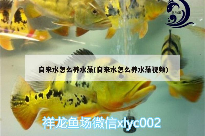 自來水怎么養(yǎng)水藻(自來水怎么養(yǎng)水藻視頻)