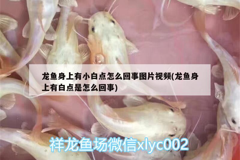 龍魚身上有小白點(diǎn)怎么回事圖片視頻(龍魚身上有白點(diǎn)是怎么回事) 飛鳳魚苗